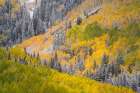 USA, Colorado, Uncompahgre National Forest. Snow on autumn forest landscape. Art Print